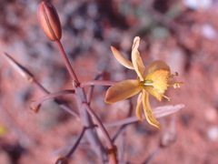 Bulbine sedifolia