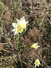 Gladiolus trichonemifolius