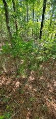 Vaccinium elliottii