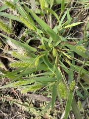 Setaria verticillata