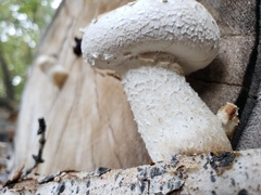 Hemipholiota populnea