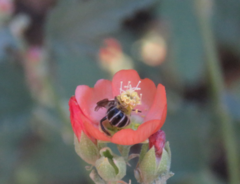 Lasioglossum sisymbrii