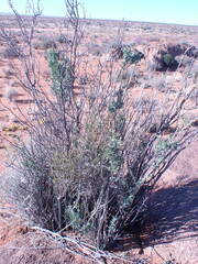 Montinia caryophyllacea