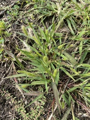 Setaria verticillata
