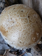 Hemipholiota populnea
