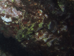 Scorpaena maderensis