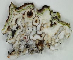 Lecanoraceae