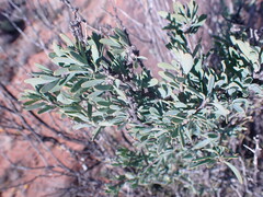 Montinia caryophyllacea