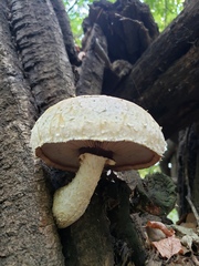 Hemipholiota populnea
