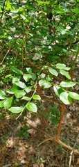 Vaccinium elliottii