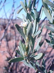 Montinia caryophyllacea