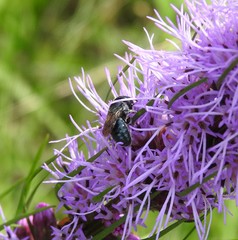 Osmia texana