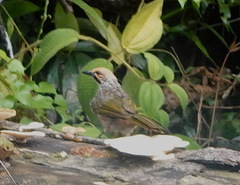 Pycnonotus zeylanicus