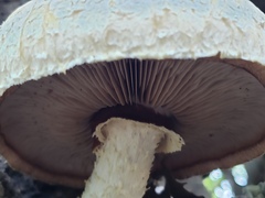 Hemipholiota populnea