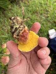 Pulchroboletus rubricitrinus image