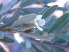 Montinia caryophyllacea