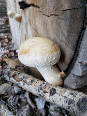 Hemipholiota populnea