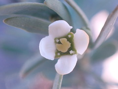 Montinia caryophyllacea