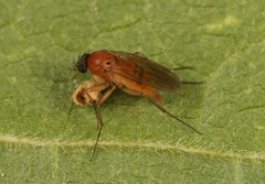 Megaselia melanocephala
