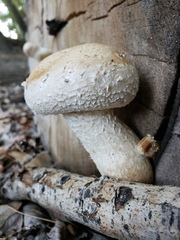 Hemipholiota populnea