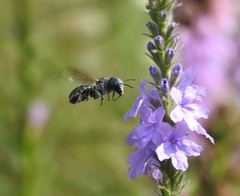 Osmia texana