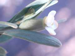 Montinia caryophyllacea