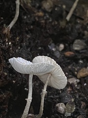 Lepiota