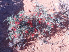 Lessertia frutescens