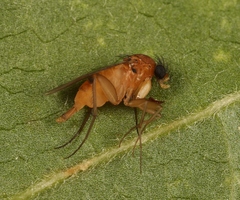 Megaselia melanocephala