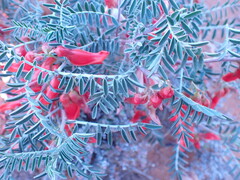 Lessertia frutescens