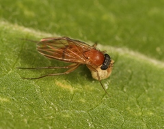 Megaselia melanocephala