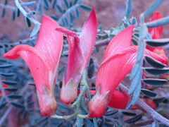 Lessertia frutescens