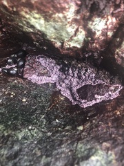 Chamberlainium tumidum