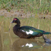 Wild Muscovy Duck - Photo (c) David Martin, some rights reserved (CC BY-NC), uploaded by David Martin
