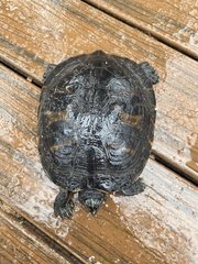 Pseudemys