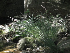 Carex forficula