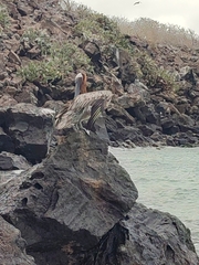 Pelecanus occidentalis urinator