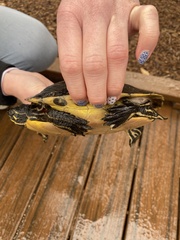 Pseudemys