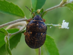 Orsilochides guttata