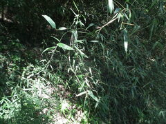 Phyllostachys