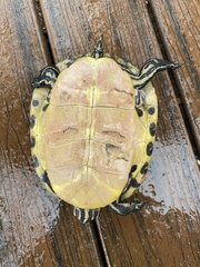 Pseudemys