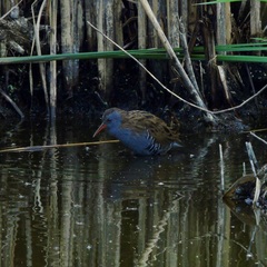 Rallus aquaticus