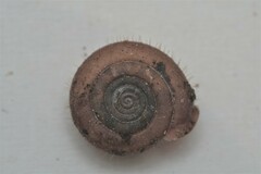 Helicodonta obvoluta