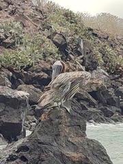 Pelecanus occidentalis urinator