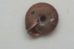 Helicodonta obvoluta