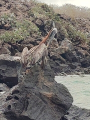 Pelecanus occidentalis urinator