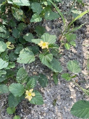 Malvastrum coromandelianum