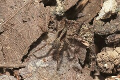Pardosa lugubris