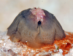Emarginella