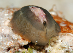 Emarginella